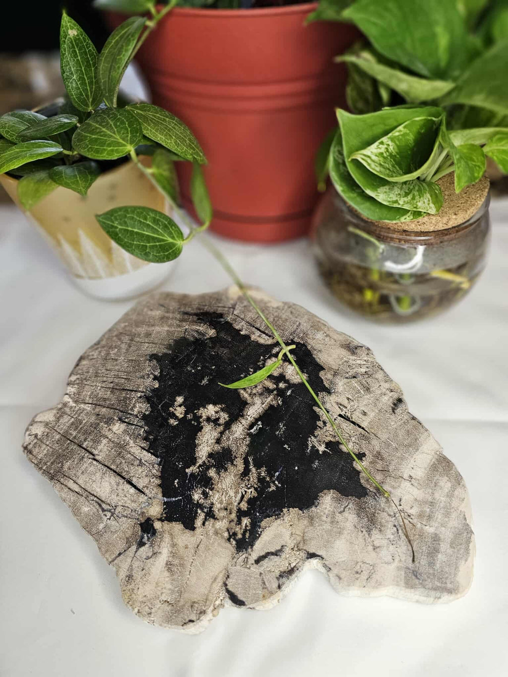 Petrified Wood Slab - A Slice of Ancient Magic for Your Modern Sacred Space