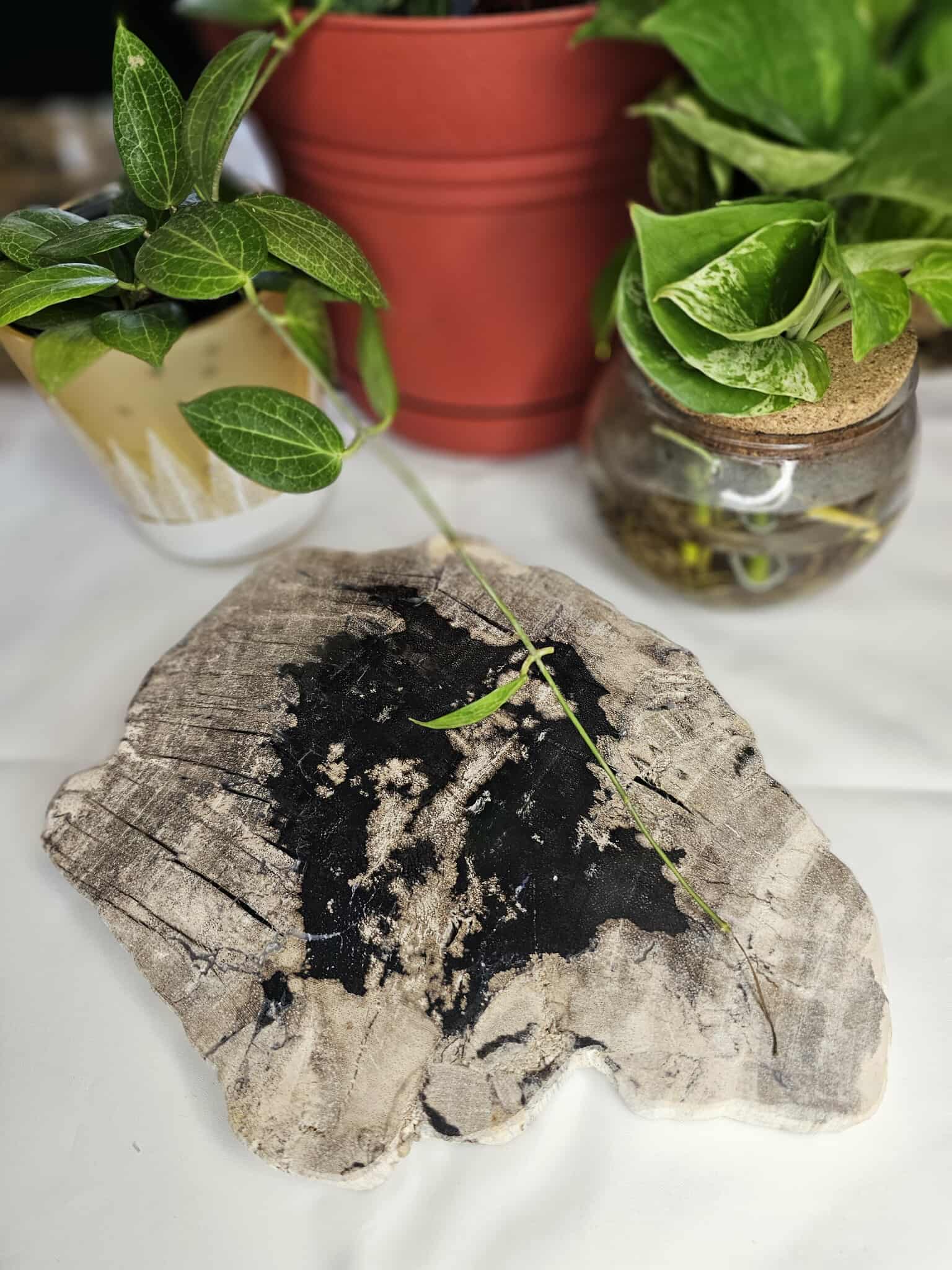 Petrified Wood Slab - A Slice of Ancient Magic for Your Modern Sacred Space