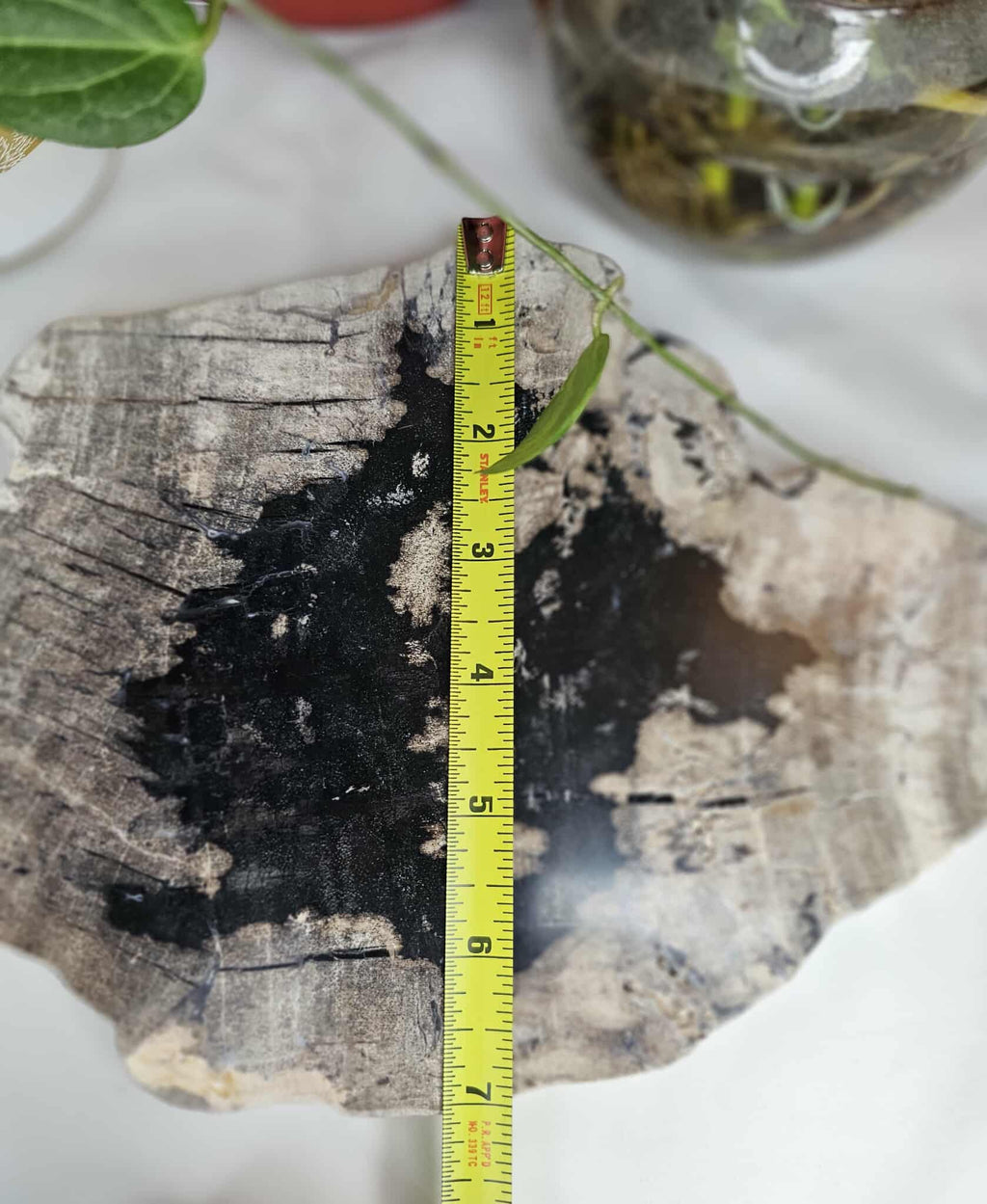 Petrified Wood Slab - A Slice of Ancient Magic for Your Modern Sacred Space
