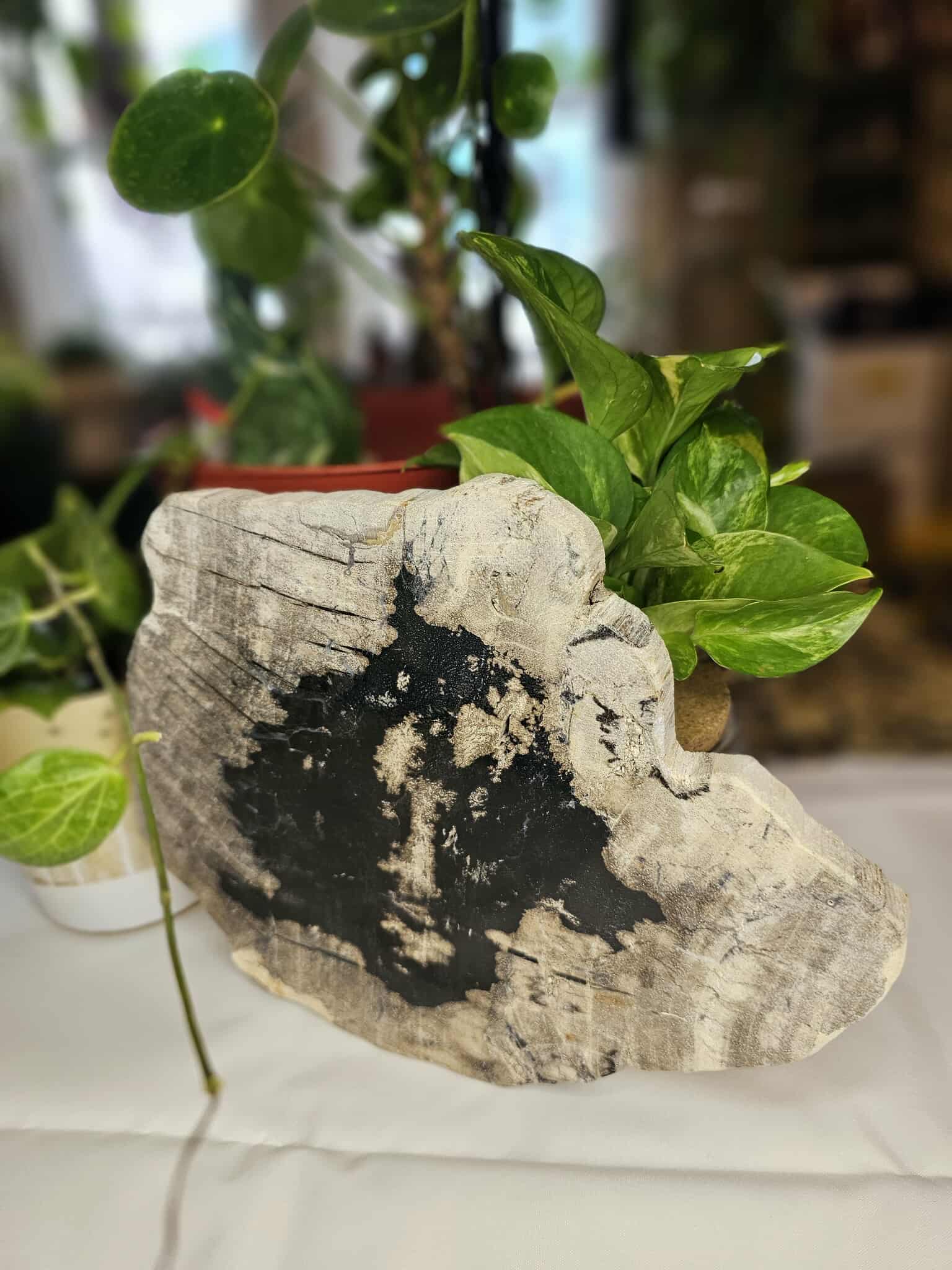 Petrified Wood Slab - A Slice of Ancient Magic for Your Modern Sacred Space