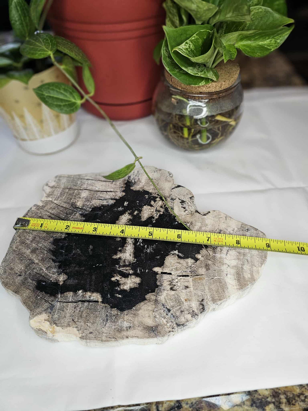 Petrified Wood Slab - A Slice of Ancient Magic for Your Modern Sacred Space